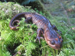 A northwestern salamander from Washington State.